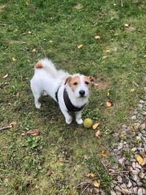 dog with tennis ball